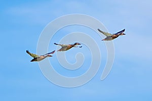 Three ducks in flight