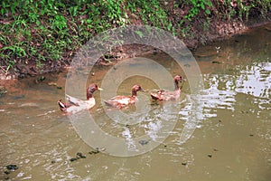 Three ducks floating in row patterns on the river , family animal nature background