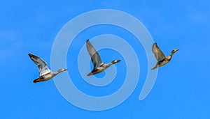 Three ducks flying in a row