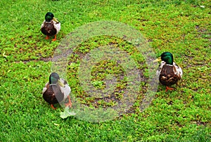 Three ducks on the grass.