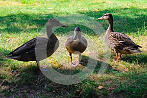 Three Ducks on Green Grass