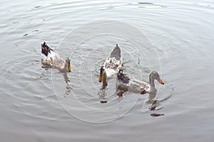 Three ducks on a lake
