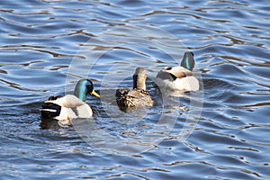 Three Ducks