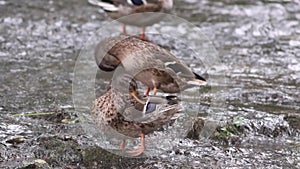 Three ducks in nature standing in a stream