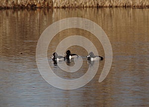 Three ducks on peaceful pond waters