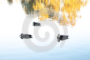 Three ducks peacefully resting on still lake during sunset