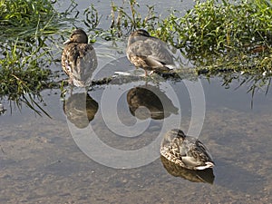 Three ducks in river