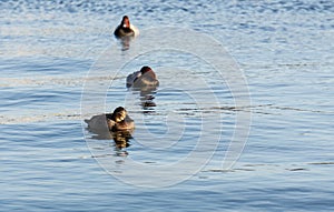 Three ducks in a row