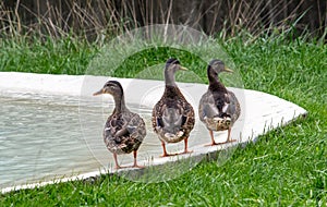 Three ducks in a row