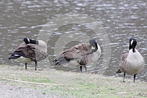 Three ducks in a row