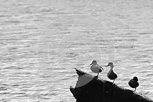 Three ducks in a row, all standing on one leg.