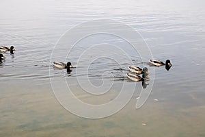 Three ducks in a row swim on the water