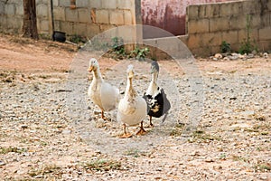 Three ducks in a row. Three ducks on the wild grass