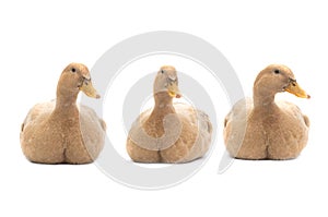 Three ducks sitting isolated on white