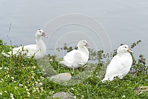 Three ducks sitting in a row watching in the same direction at lakeside