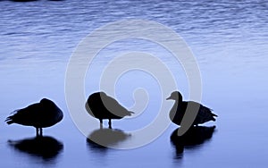 Three Ducks Sleep On a Colorado Lake