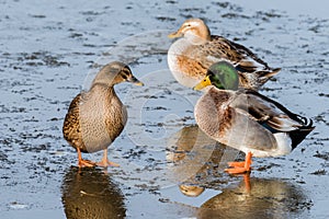 Three ducks standing on a frozen pond