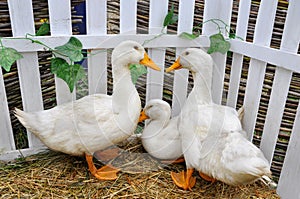 Three ducks on the straw.