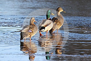 Three Ducks Strolling on a Frozen Lake in Winter