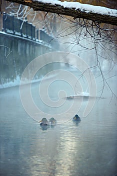 Three ducks swim in a freezing river