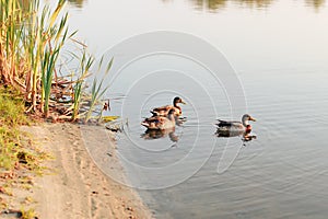 Three ducks swim in the lake at sunset