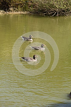 Three ducks swimming 2