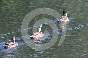 Three ducks swimming in a row on water
