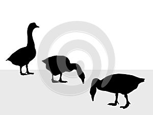 Three Ducks-vector