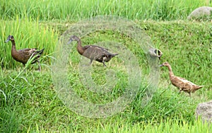 Three ducks walk across a rice field at a family tourism park.