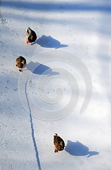 Three ducks walking on snow with shadows