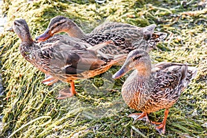 Three ducks Standing in Wet Seaweed