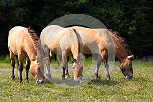 Three dun Przewalski’s horses grazing close together in field