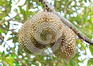Three Durians In The Garden
