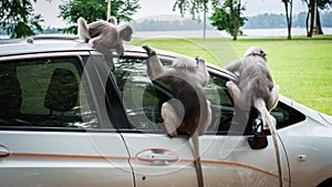 Three Dusky Monkees sitting on car and looking inside