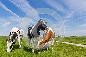 Three dutch cows in the farmland near Groningen