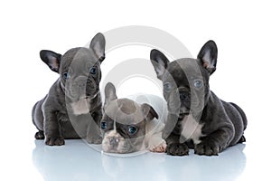 Three dutiful French bulldog puppies listening and waiting photo