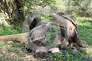 Three eagles are sitting on the fallen trees