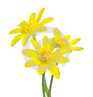 Three early spring flowers isolated on white background. Kingcup