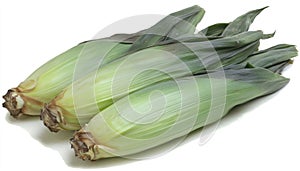 Fresh Corn on the Cob