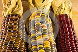 Three of Ears of Indian Corn