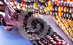 Three ears of multi colored indian corn together