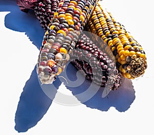 Three ears of multi colored indian corn together