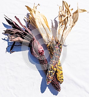 Three ears of multi colored indian corn together