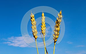 Three ears of ripe yellow wheat on the background of a bright blue sky symbolize the trident - the coat of arms of Ukraine.