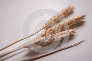 Three golden ears of wheat as a charm in Ukrainian culture