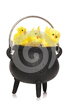 Three easter chicks in a cauldren