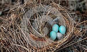 Three eastern bluebird eggs Sialia sialis in a nest with a speckled brown headed cowbird egg