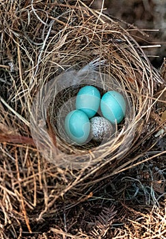 Three eastern bluebird eggs Sialia sialis in a nest with a speckled brown headed cowbird egg