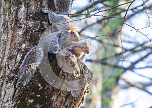 Gray squirrels on a tree trunk