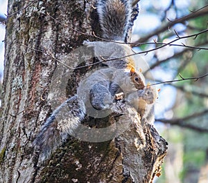 Squirrels on a tree trunk